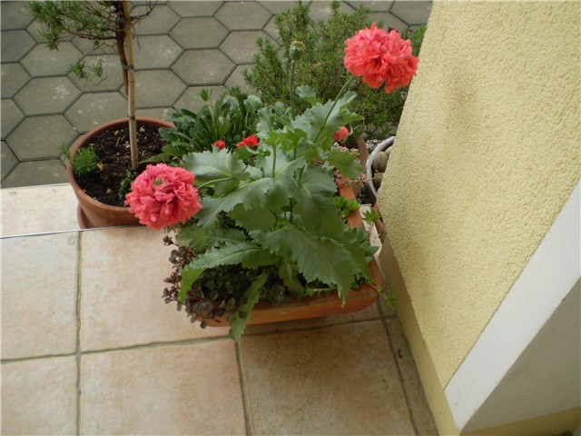 makić